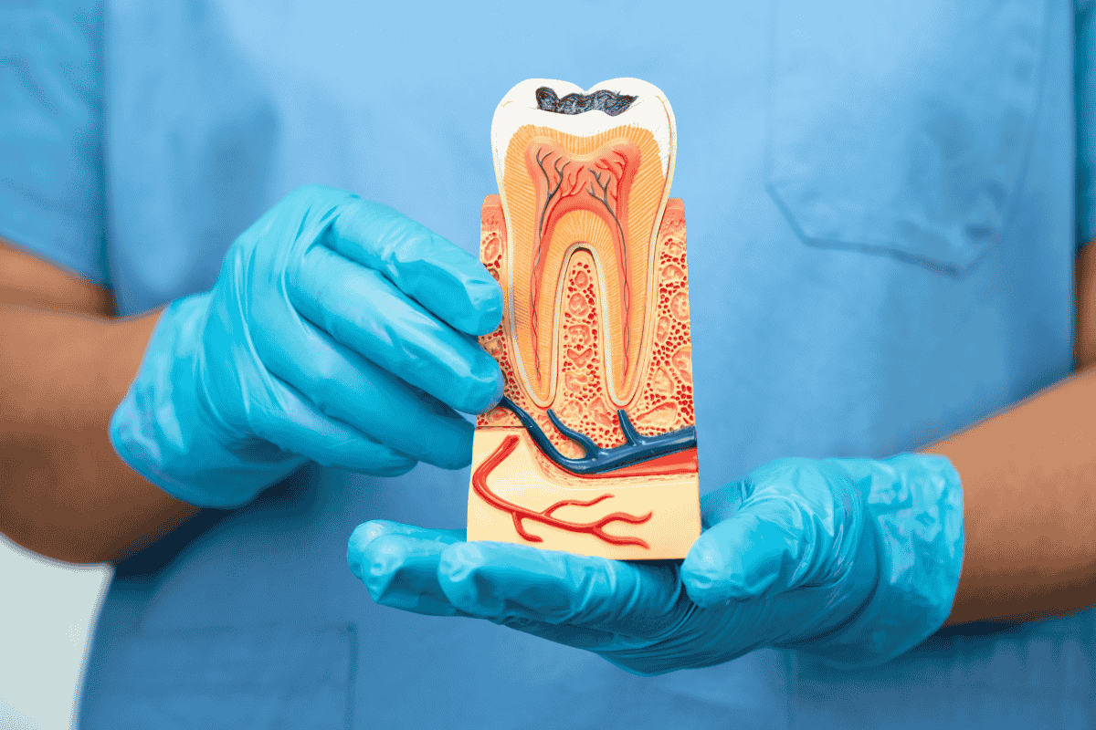 Dentist in blue scrubs and gloves holding anatomical tooth model against blue background.